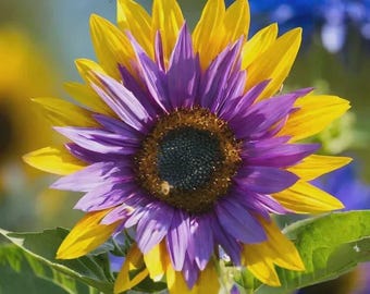 50 Sementes de Girassol Coração Roxo: Fáceis de Cultivar, Flores Coloridas.