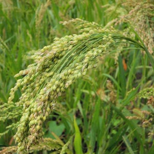 May include: Close-up of a field of green and yellow millet plants. The image highlights the detailed texture of the grain heads and the surrounding green foliage. The plants are in various stages of growth, with some heads fully formed.