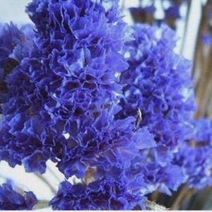 May include: A cluster of dried statice flowers featuring vibrant, deep blue, ruffled petals. The small, papery blossoms are densely packed together on thin, light brown stems, creating a textured, voluminous floral arrangement with a natural appearance.
