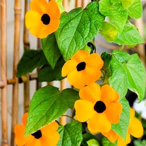 Pode incluir: Close-up de uma planta trepadeira com flores laranja vibrantes e centros escuros. As flores s&atilde;o cercadas por folhas verdes exuberantes. A planta cresce em uma treli&ccedil;a de bambu.