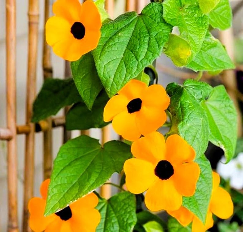 Pode incluir: Close-up de uma planta trepadeira com flores laranja vibrantes e centros escuros. As flores s&atilde;o cercadas por folhas verdes exuberantes. A planta cresce em uma treli&ccedil;a de bambu.