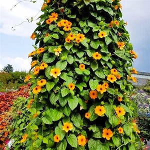 Pode incluir: Uma planta trepadeira com flores laranja vibrantes e folhas verdes escuras. As flores t&ecirc;m um centro escuro e est&atilde;o agrupadas entre a folhagem. A planta cresce para cima, criando uma apar&ecirc;ncia densa e texturizada.