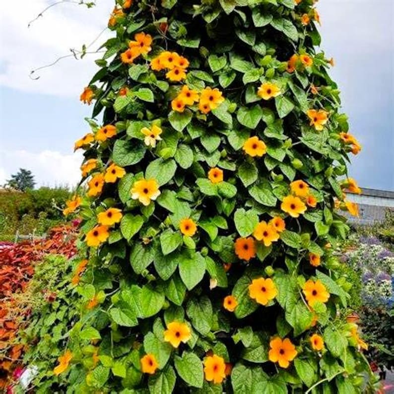 Pode incluir: Uma planta trepadeira com flores laranja vibrantes e folhas verdes escuras. As flores t&ecirc;m um centro escuro e est&atilde;o agrupadas entre a folhagem. A planta cresce para cima, criando uma apar&ecirc;ncia densa e texturizada.