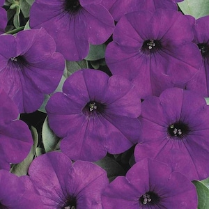 May include: Close-up of vibrant purple petunia flowers with dark centers and ruffled petals. The flowers are surrounded by green foliage, creating a lush and colorful display. The image showcases the beauty of nature and floral arrangements.