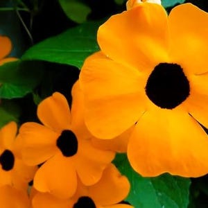 Pode incluir: Close-up de flores laranja vibrantes com um centro preto escuro. As p&eacute;talas s&atilde;o arredondadas e ligeiramente sobrepostas, com uma textura aveludada. As folhas verdes fornecem um fundo contrastante. As flores est&atilde;o em plena flora&ccedil;&atilde;o.