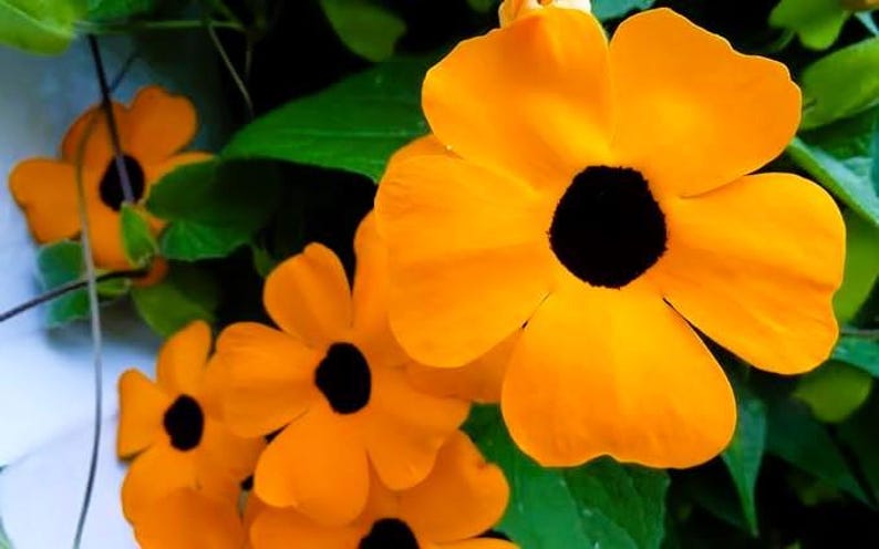 Pode incluir: Close-up de flores laranja vibrantes com um centro preto escuro. As p&eacute;talas s&atilde;o arredondadas e ligeiramente sobrepostas, com uma textura aveludada. As folhas verdes fornecem um fundo contrastante. As flores est&atilde;o em plena flora&ccedil;&atilde;o.