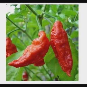 May include: Close-up of bright red ghost peppers, with a wrinkled texture, hanging from green stems. The peppers are surrounded by green leaves, showcasing the plant's natural growth.