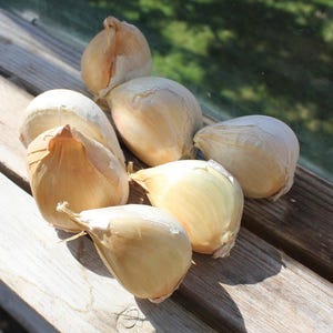 May include: A collection of whole garlic bulbs with papery, off-white skins. The bulbs are arranged on a weathered wooden surface, with sunlight casting shadows. The garlic appears fresh and ready for culinary use.