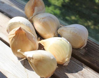 Oferta de alho-elefante orgânico gigante (85g+), alho para cozinhar, ingrediente gourmet.