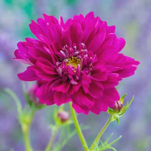 May include: A close-up of a vibrant, magenta cosmos flower in full bloom. The flower has multiple layers of petals with a yellow center. Green stems and buds are visible in the foreground against a blurred, purple and green background.