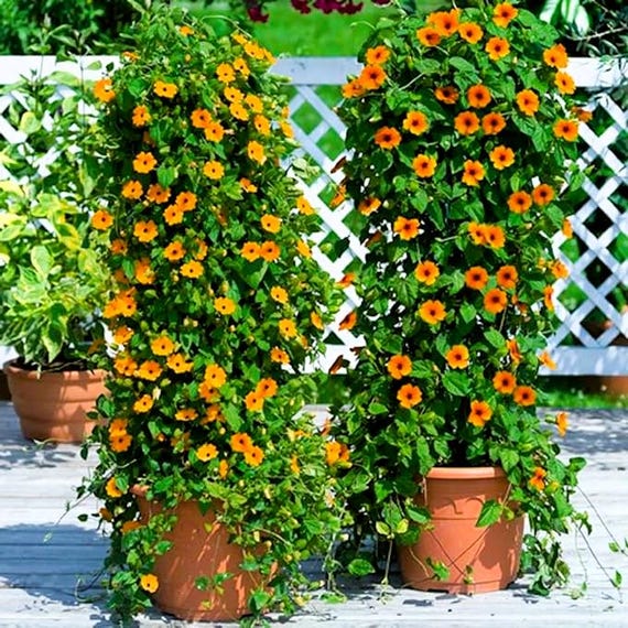 25 Black Eyed Susan Vine Seeds Fast-Growing Climbing Flower for Lush Gardens