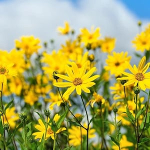 Könnte beinhalten: Ein Feld mit leuchtend gelben Blumen mit auffälligen Blütenblättern und dunklen Zentren, vor dem Hintergrund eines teilweise bewölkten blauen Himmels. Die Blumen stehen in voller Blüte, mit grünen Stielen und Blättern.