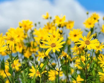 20 Sementes de Alcachofra-de-Jerusalém (Helianthus tuberosus), Girassol Amarelo, Sementes de Raiz Comestíveis
