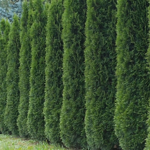 Puede incluir: Una fila de árboles altos y perennes con denso follaje verde. Los árboles están plantados muy juntos, formando una barrera verde natural. La imagen está tomada al aire libre, con una zona de césped en primer plano y otros árboles en el fondo.