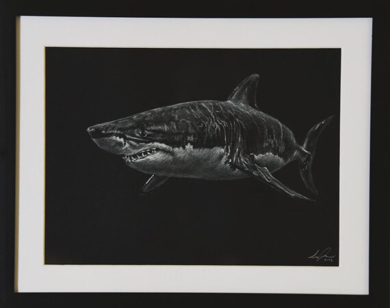 White Charcoal Great Shark Framed And Matted Drawing - Framed Shark Pictures White Charcoal Great Shark Framed And Matted Drawing - Framed Shark Pictures
