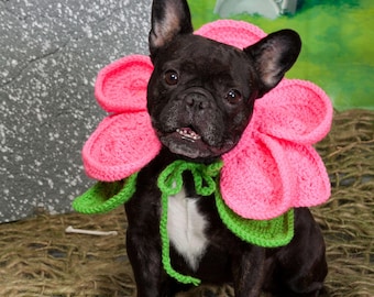 Patrón de collar de flores de ganchillo para perro / Disfraz fácil para mascotas en PDF (Descarga instantánea)