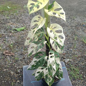 Puede incluir: Una planta de Monstera adansonii en maceta con hojas abigarradas. Las hojas son una mezcla de verde, blanco y amarillo, con agujeros distintivos. La planta está sostenida por un poste y se asienta sobre una superficie gris oscuro, mostrando una planta de interior única.