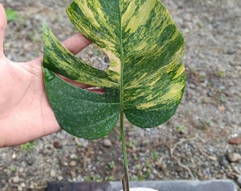 Monstera Marmorata Aurea Yellow Variegated 2 Leaves Real Picture