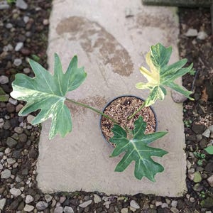 Puede incluir: Una planta en maceta con hojas grandes, verdes con variegaciones blancas y amarillas. La planta está en una maceta negra llena de tierra y se encuentra sobre una superficie de piedra rodeada de pequeñas rocas y guijarros.