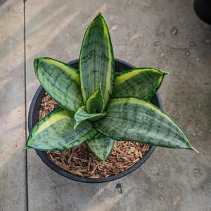 Sansevieria Hahnii 'Sieberts' Starburst Variegada