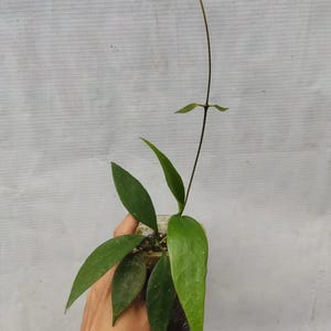 以下が含まれることがあります： 細長い葉を持つ小さな緑色の植物。細い暗い茎が上方に伸び、小さな葉が枝分かれしています。植物は透明なプラスチック容器に入っています。背景は明るく、テクスチャ加工された表面です。