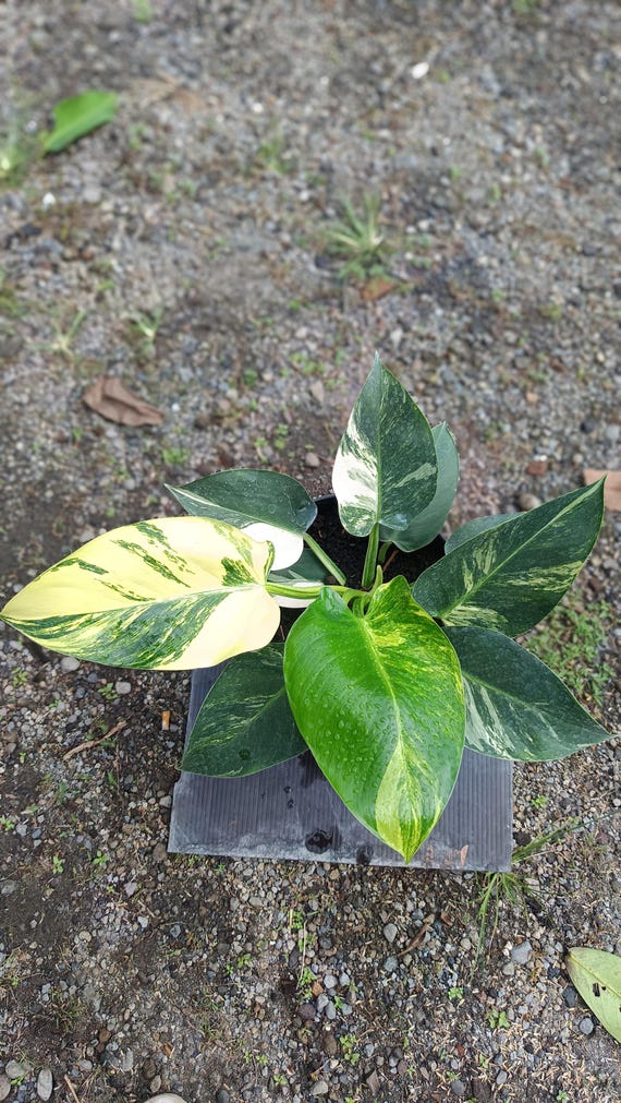 Philodendron Green Congo Variegated Real Picture (plant B) - Etsy
