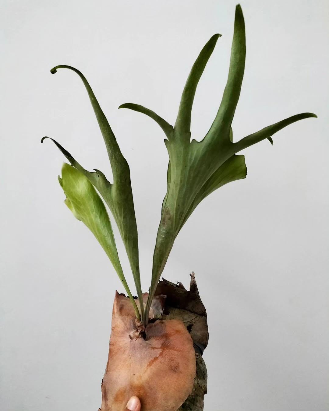 P.hillii×Doitong Platycerium hillii - Wikipedia