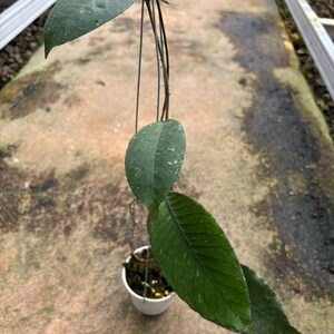 Puede incluir: Una planta de Hoya con hojas verdes oscuras y motas blancas, colgada en una maceta blanca pequeña. La planta tiene tallos largos y delgados sobre un fondo borroso.