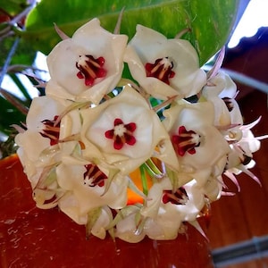 Hoya surisana - Etsy 日本
