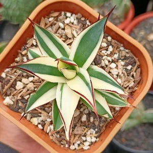 Peut inclure: Une plante succulente en pot avec des feuilles rayées vertes et blanches bordées de rouge. La plante est dans un pot en terre cuite carré rempli de petits cailloux et de copeaux de bois. Les feuilles sont pointues et disposées en étoile.