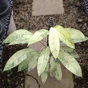 May include: A close-up of a plant with large, variegated leaves. The leaves are primarily light green with darker green and white patterns. The plant is in a small pot, and the background includes a stone walkway and gravel.