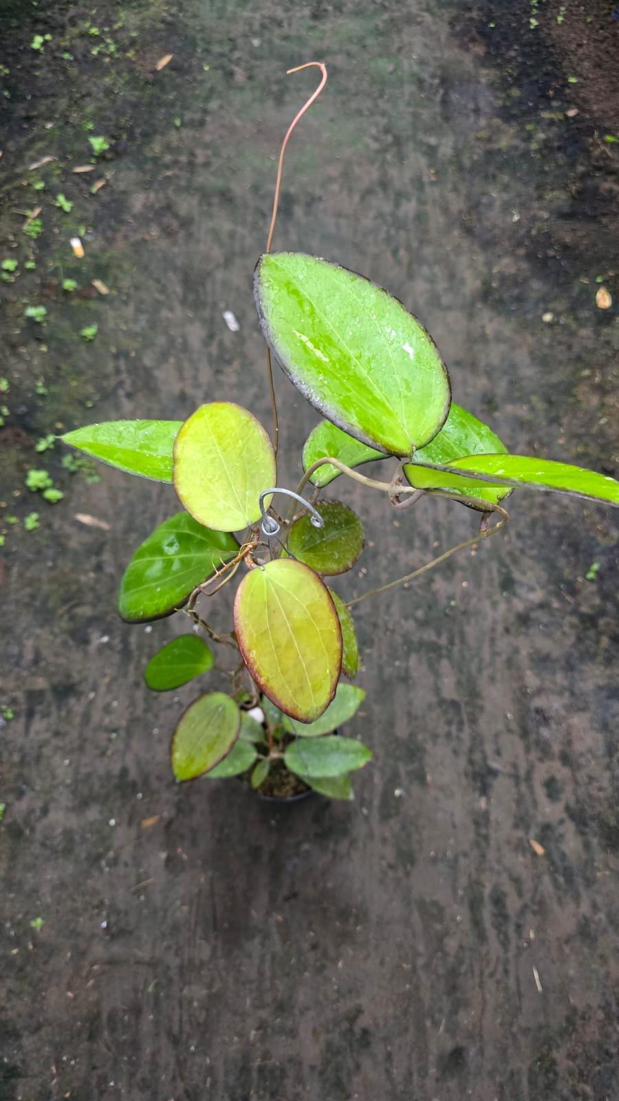 Hoya glabra - Etsy 日本
