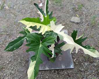 Philodendron Golden Dragon Variegated Big Size Real Picture