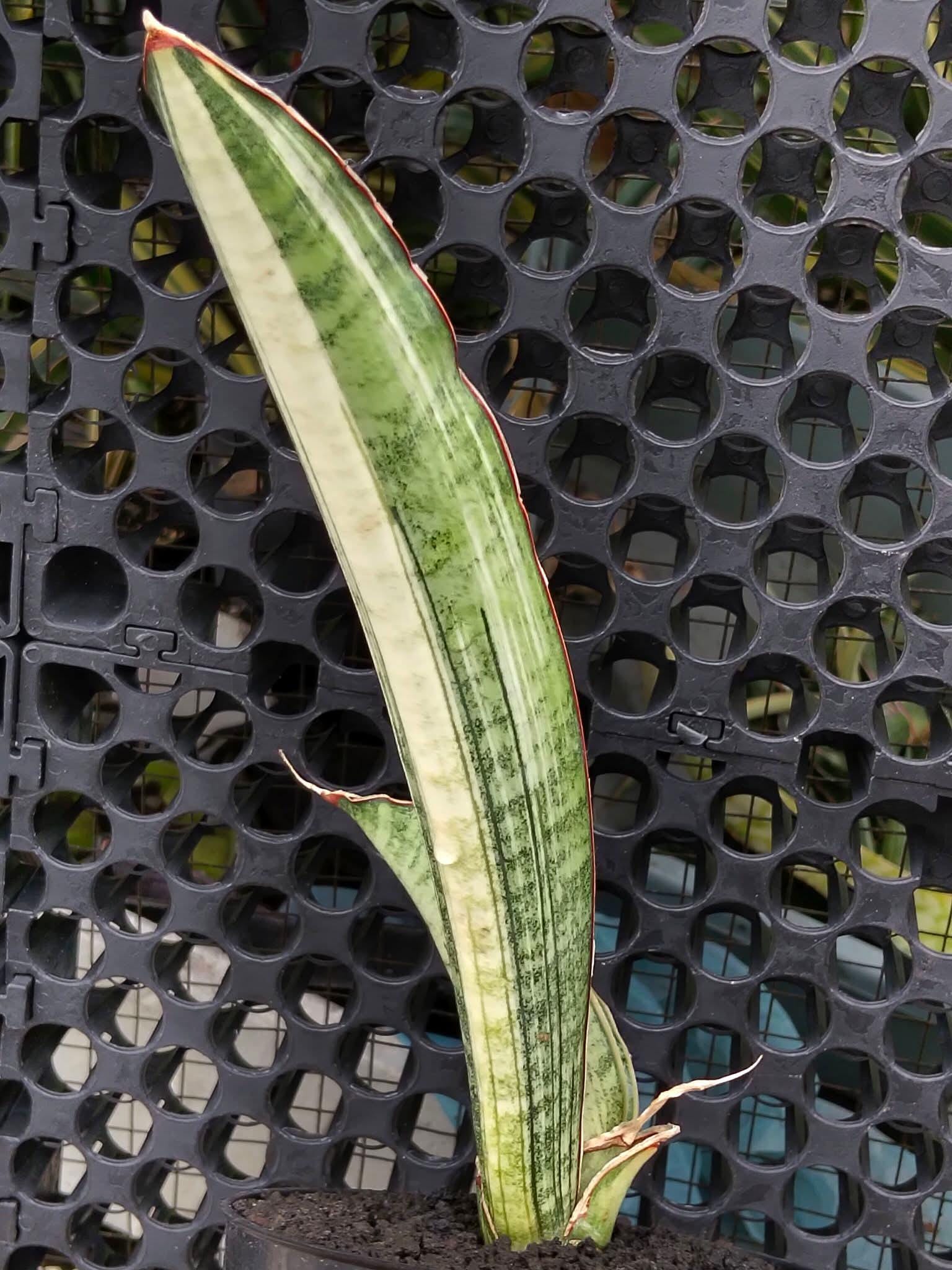 白斑 サンセベリア Malawi Bat サンスベリア Sansevieria Sansevieria Malawi Bat White Variegated - Etsy