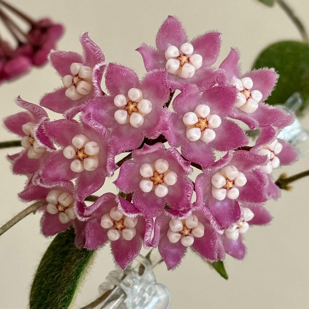 Hoya thomsonii - Etsy 日本