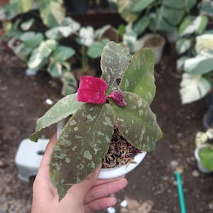 Hoya Mitrata Silver - Etsy