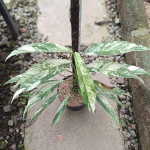 abutilon variegata Abutilon Variegated Salmon Pint Plant  Southern Flower Garden