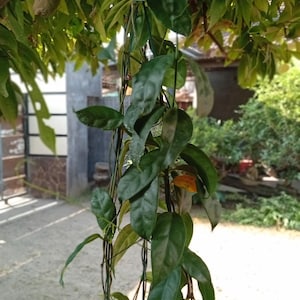 May include: A hanging Hoya plant with long, trailing vines and dark green, waxy, lance-shaped leaves. The plant is potted in a small, dark plastic container suspended by a green wire hanger, showcasing multiple stems cascading downward from the base.