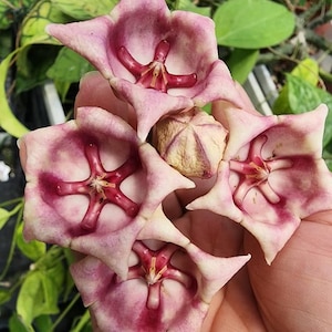 Hoya archboldiana - Etsy 日本
