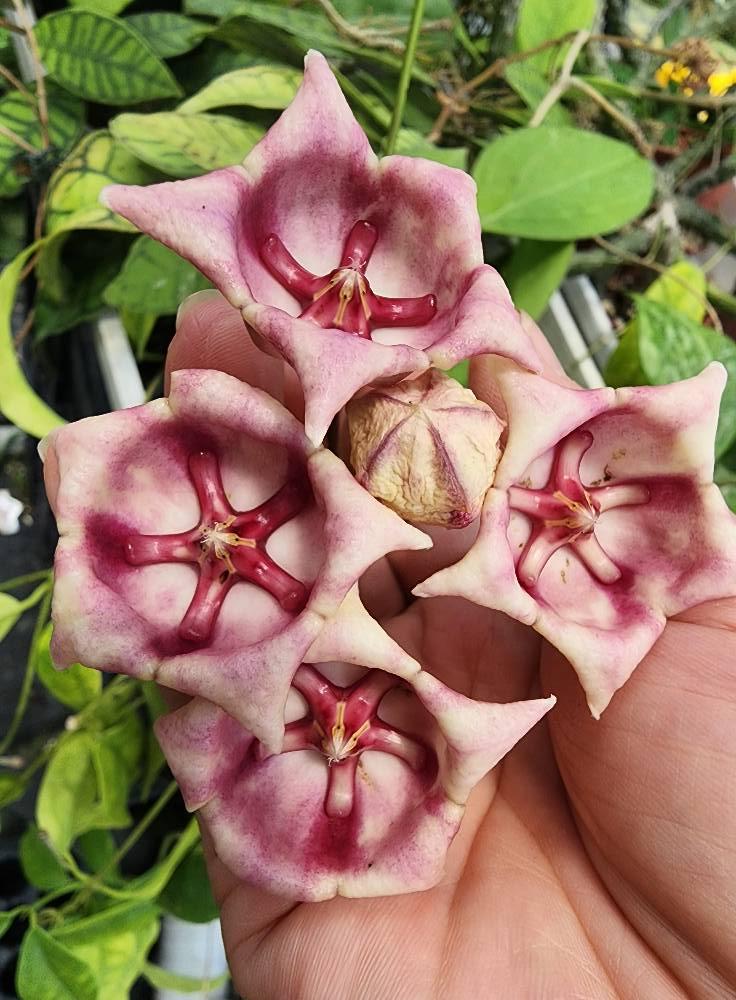 Hoya archboldiana - Etsy 日本