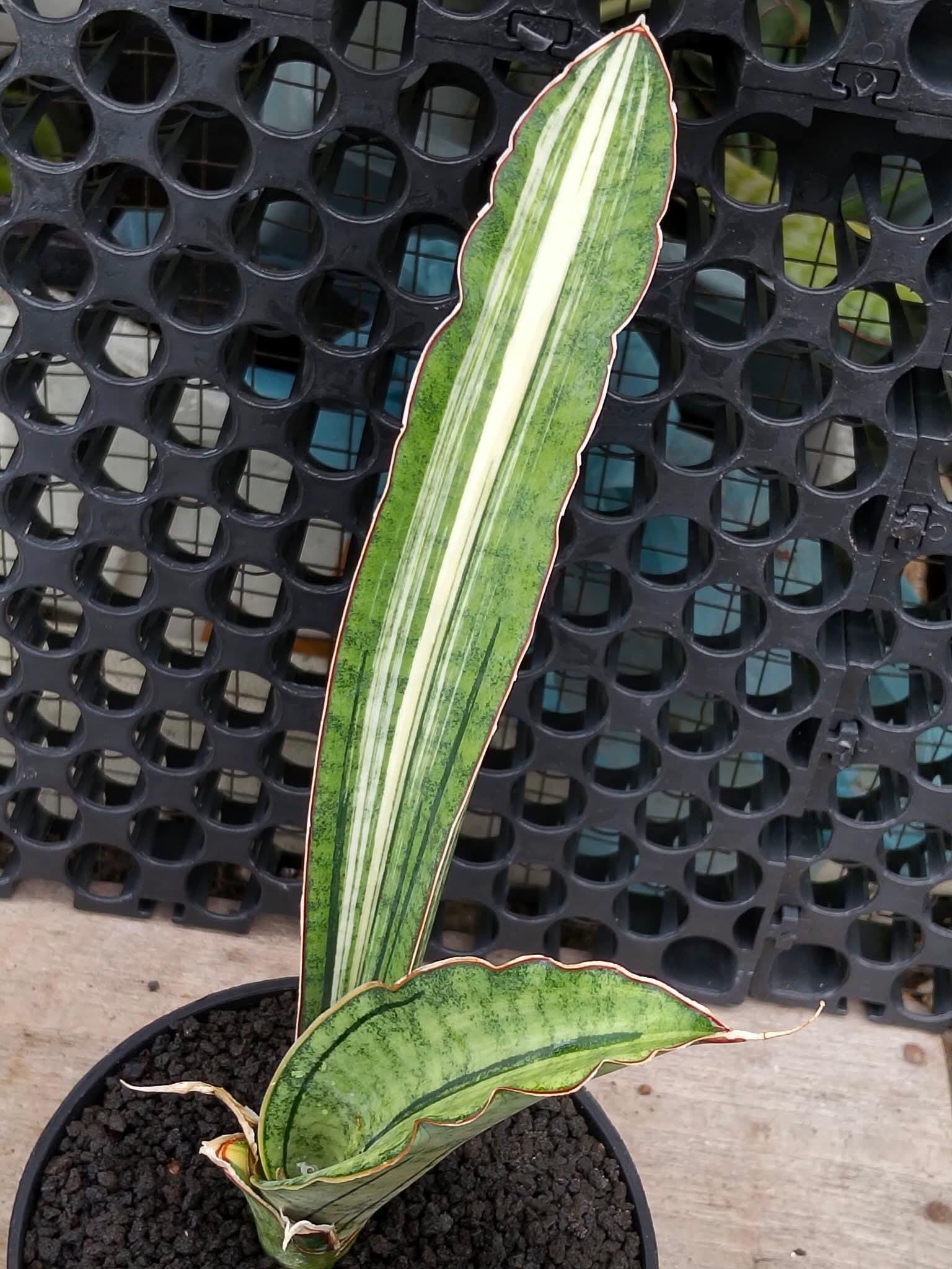 Sansevieria Malawi Bat White Variegated - Etsy