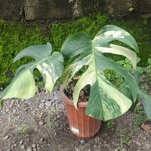 May include: A potted Monstera plant with large, variegated leaves in shades of green and cream. The plant is in a brown plastic pot, set against a backdrop of a mossy wall and gravel ground. The leaves have unique fenestrations.