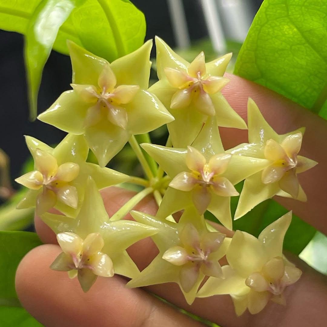 セール　珍種ホヤ Hoya platycaulis サクララン Hoya Platycaulis - Etsy