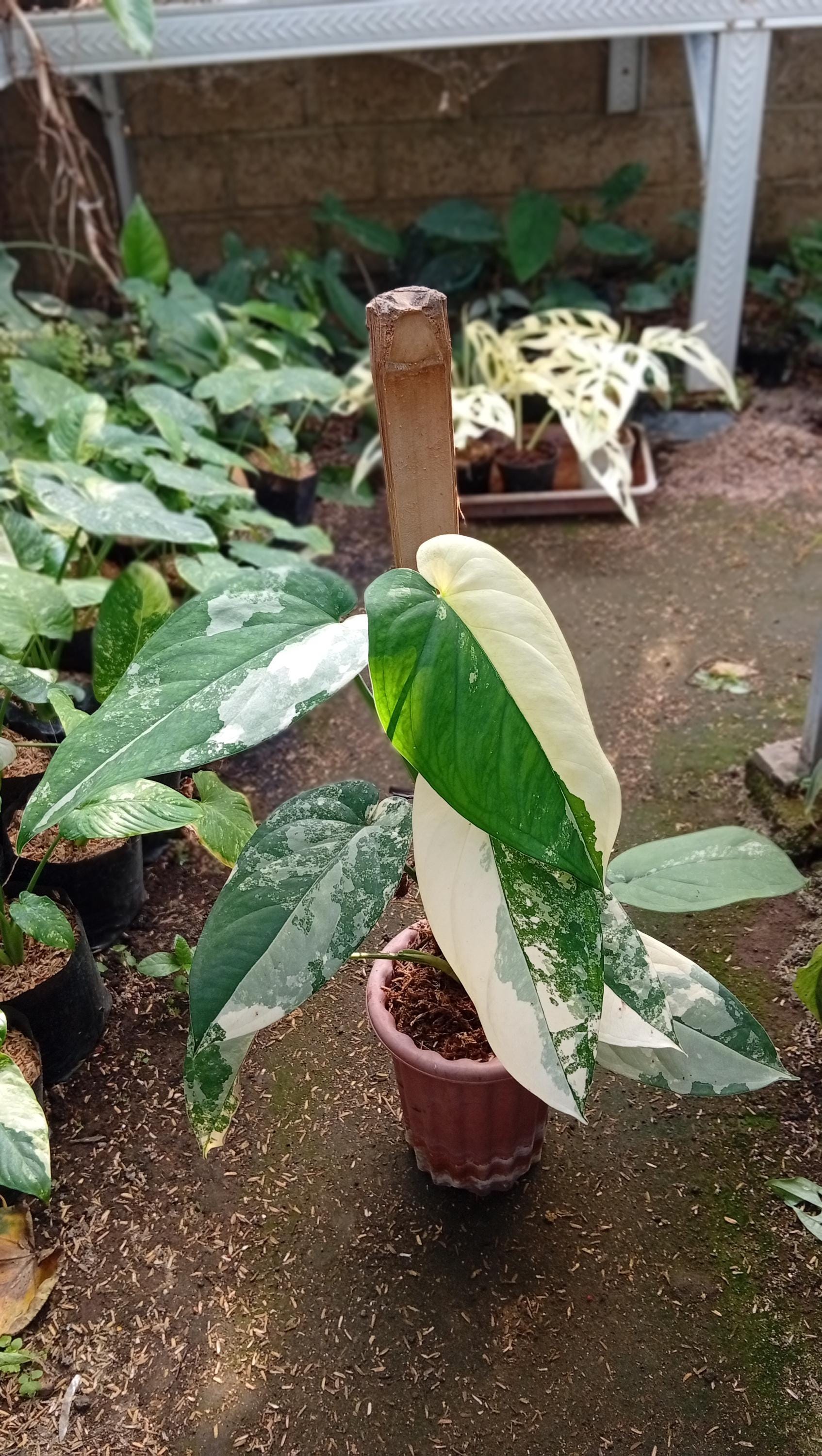 シンゴニウム r⁄Syngonium シンゴニウム・チアペンセ・バリエガータ