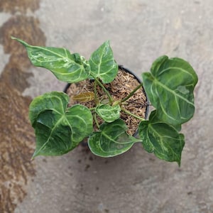 bonsai ficus ginseng drahten Ginseng Ficus Bonsai Tree