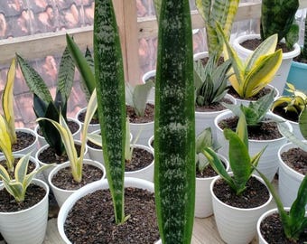 Sansevieria Mein Liebling 'Abrorian Sword'