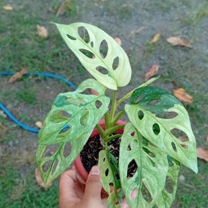 Monstera Adansonii Variegated Archipelago - Etsy