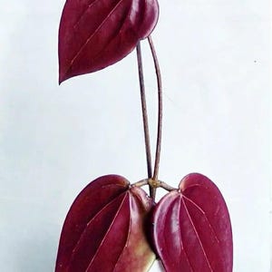 Hoya glabra - Etsy 日本
