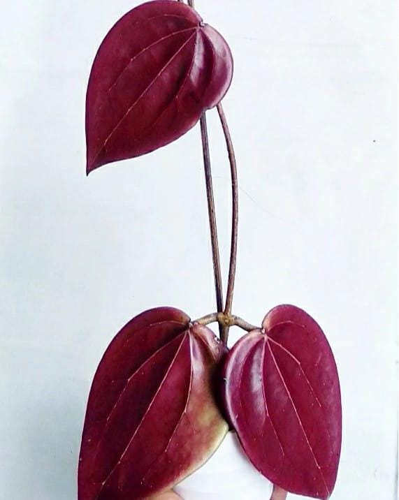 Hoya glabra - Etsy 日本