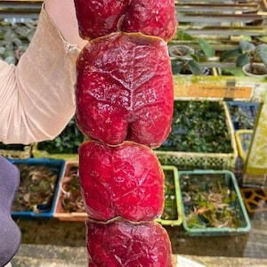 Hoya Imbricata - Etsy